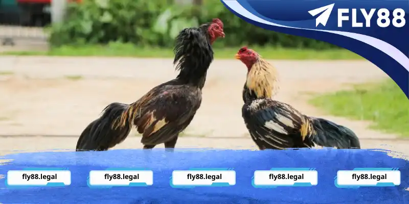 Đá gà cựa trọn độc lạ, mới mẻ đối với nhiều tân binh