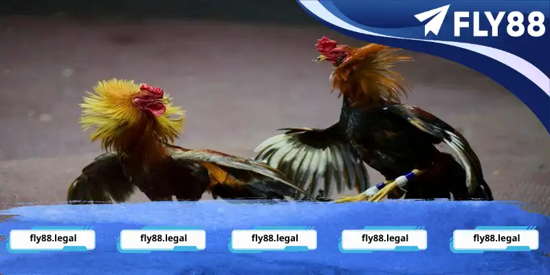 Giống gà tre tham gia thi đấu