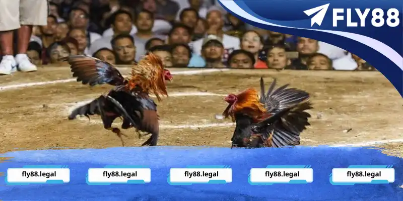 Tìm hiểu luật lệ đá gà cựa dao